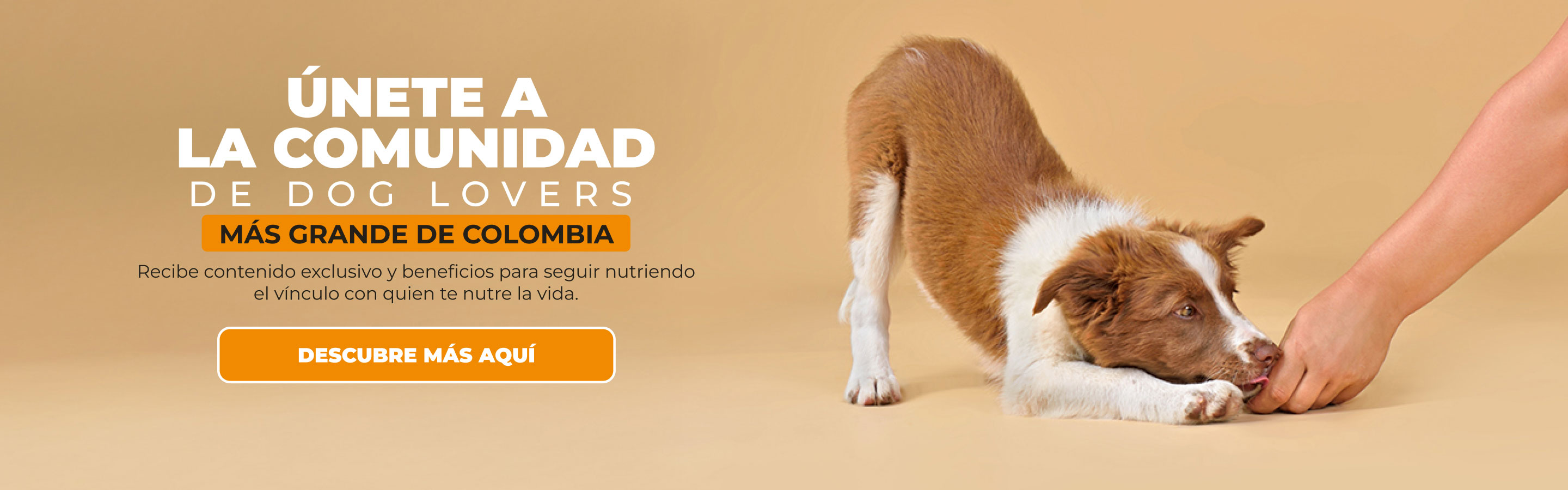 Banner: NG Home suscribete dog